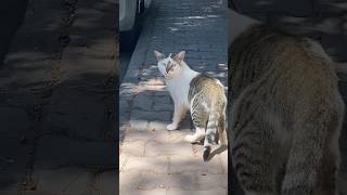 Anne Ben Dışarı Çıkıyorum I