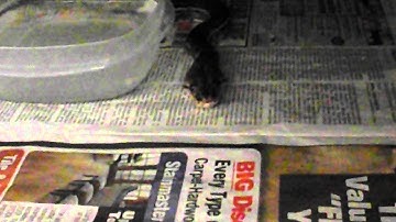 Anthrax Reticulated Python Feeding