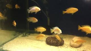 Red Cheek Fishes