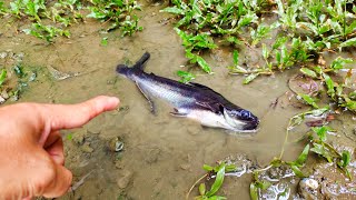 Wadidaw! Ada ikan hiu air tawar, ikan cupang serit warna-warni, ikan-ikan hias kecil, ikan mas, lele