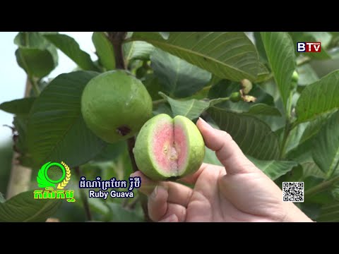 AGRICULTURE/កម្មវិធីកសិកម្ម: ដំណាំត្របែក ពូជរ៉ូប៊ី  (RUBY GUAVA)