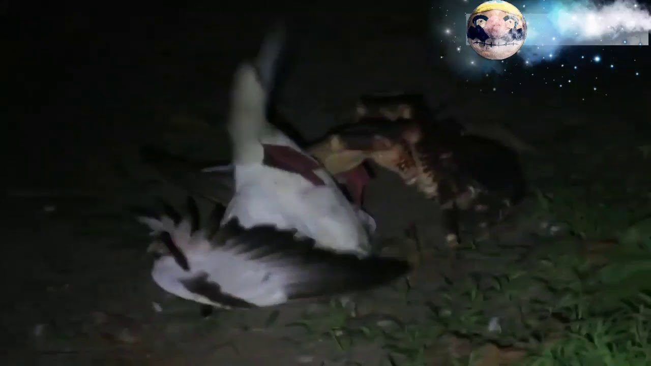 coconut crab tries to eat a sea bird YouTube