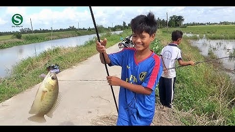 Câu cá rô đồng | Mùa nước nổi | Lên cá liền tay | Fishing | Sắc Màu VN