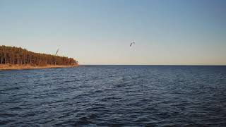 На финском заливе вид с квадрокоптера с чайками и берегом