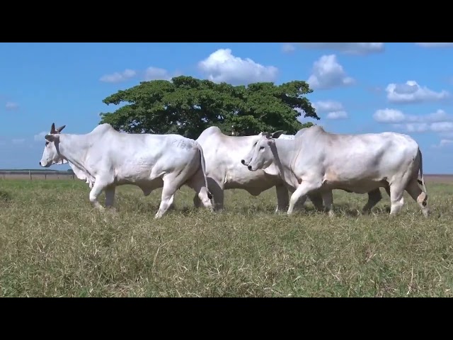 Lote 83