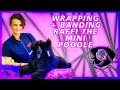 2020 Best Poodle Wrapping and Banding Show Maintenance Grooming. Easy to follow Step-by-Step