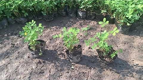 Bán buôn cây cỏ lạc giống cây khoẻ đẹp 0977973535