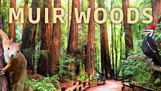 Exploring the Beauty of Muir Woods National Monument