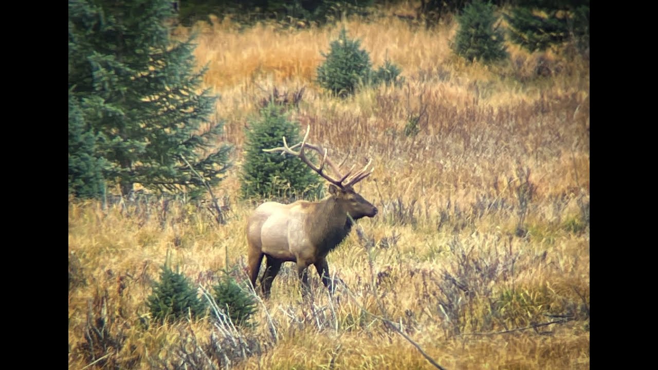 Elk Hunting YouTube