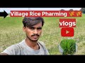 Village Rice 🍚🌾 Pharming  and poultry farm #vlog #shortvideo #funny #viral  vlog no1 vais