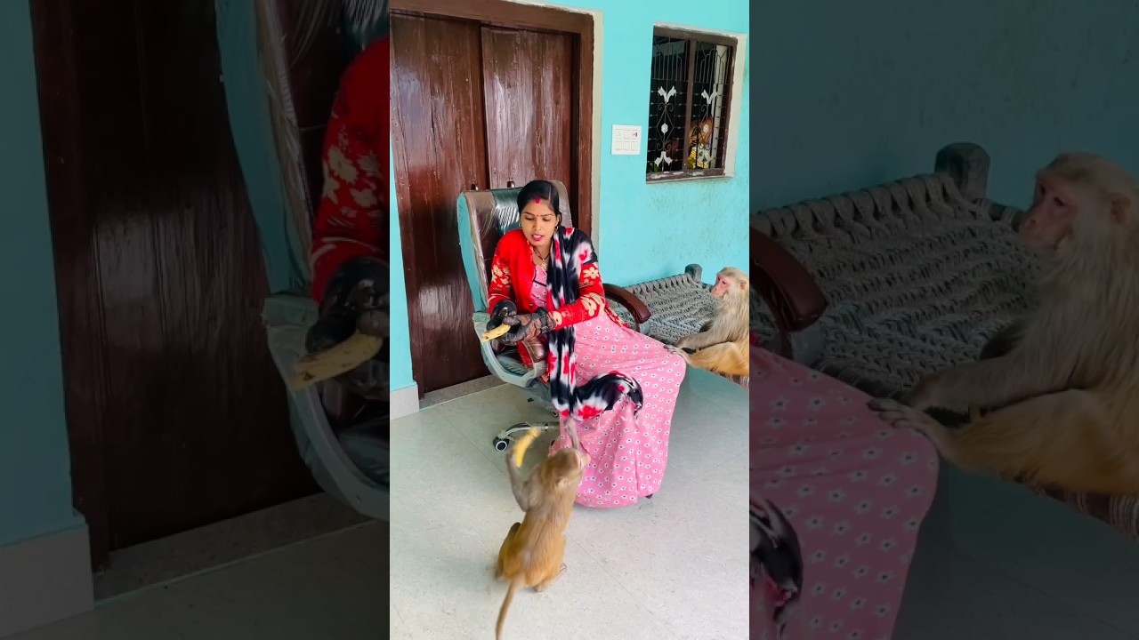 Bajju monkey very fast best funny reaction video 😂🐒 