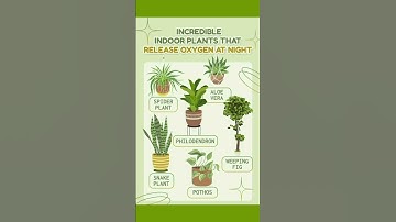 Oxygen releasing indoor plants | Air purifying plants | Houseplants that clean air #indoorgardening