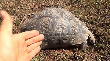 A THIRSTY LEOPARD TORTOISE REPTILE GEOCHELONE PARDALIS