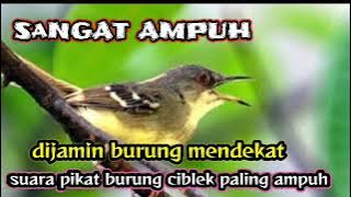 bunyi burung pikat ciblek ampuh