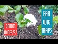 How To Get Rid Of Earwigs - Garden Mines???