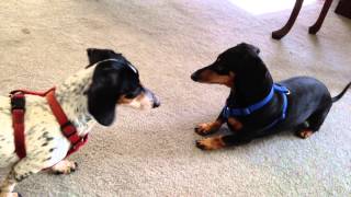 Funny Dogs - Weener Dogs Chase Then Hump Part 2 - Best Dogs Ever