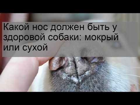 Какой нос должен быть у здоровой собаки: мокрый или сухой