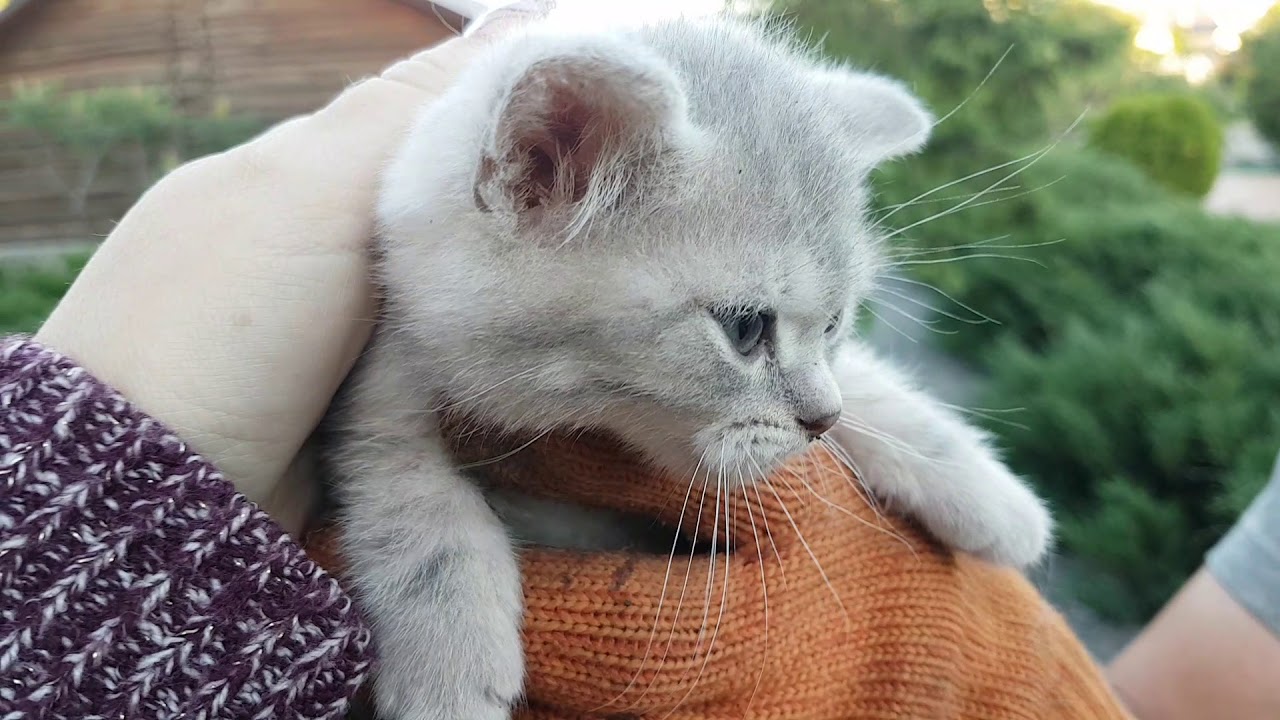 Котенок спрятался от нас - YouTube