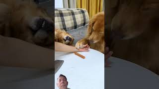 Why Does 2Nd Dog Always Lie??? The Best