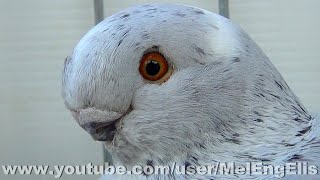 Pigeon African Owl ( blanc, noir et rouge cendré spread ) - Évreux 2024