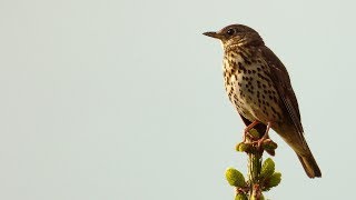 Drozd zpěvný - The song thrush: Zpěv/Singing (10 min)