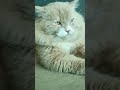 cat video funny #shortvideo #cat