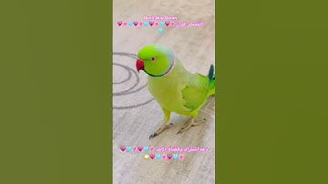 تلاوه خاشعه من الذكر الحكيم بصوت القارئ عبد الباسط #اكسبلور #cutebird #cuteparrot #foryou #birds