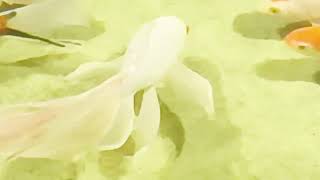 Diy Enzo Se Exibindo Com Suas Nadadeira