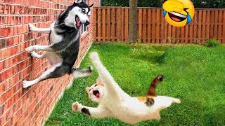 New Funny Animals 2024 😁 Funniest Cats and Dogs Videos 😻🐶 Part 30