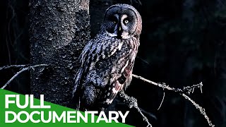 Download Lagu Predators After Dark | Race of Life | Episode 13 | Free Documentary Nature MP3