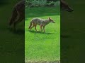 Coyote Spotted in My Neighborhood 🐺👀⚠️🏡😱