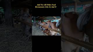 6.5 Million Burgers a Day… But Where Are All the Cows?#McDonalds #FastFoodTruth