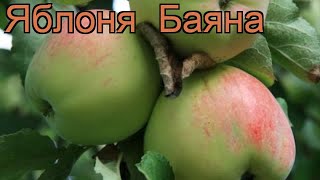 Яблоня обыкновенная Баяна (malus bayana) 🌿 яблоня Баяна обзор: как сажать саженцы яблони Баяна