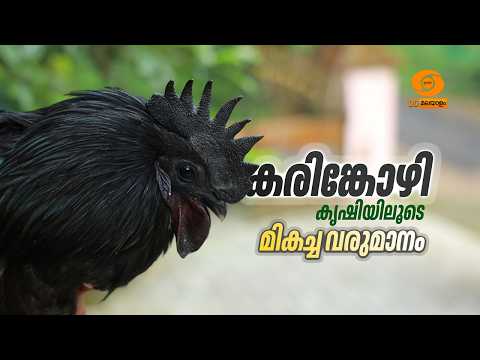 വരൂ, കരിങ്കോഴിയെ വളർത്തുന്നത് എങ്ങനെയെന്ന് പഠിക്കാം,  ലാഭം നേടാം