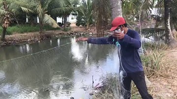 Giăng Lưới Đập (Cù Lao Dung- Sóc Trăng)