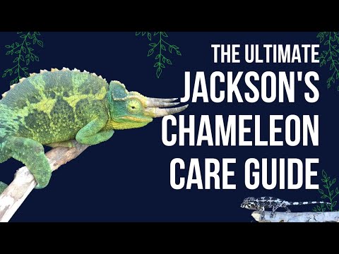 Video: Jackson's Chameleon: beskrivning, foto, innehållsfunktioner