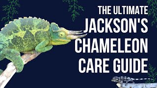 Jackson's Chameleon Care Guide!