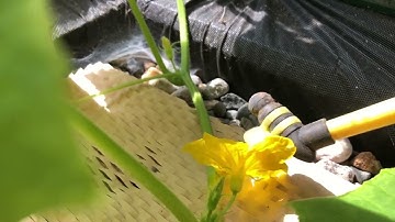 Greenhouse Gardening: Growing cucumbers and pollinating tips