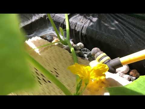 Greenhouse Gardening: Growing