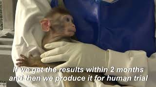 Thailand trials coronavirus vaccine on monkeys