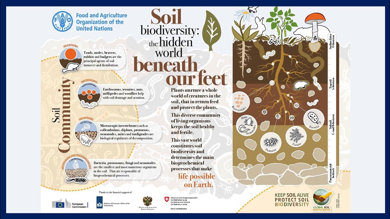 The hidden world beneath our feet SoilBiodiversity YouTube