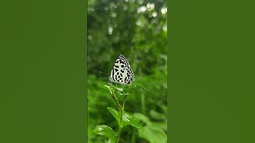 Macro Photography with Apexel 100mm 4k macro lens😍🌿 #nature #macroshot  #macrophotography #macrolens