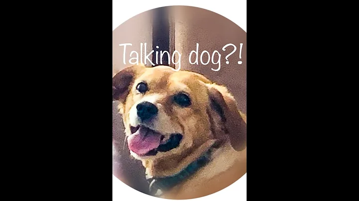 Charlotte the Talking Dog #adorabledogs
