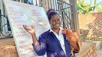 How to calculate Feed consumption of 300 layers  PART II, from week 11 to week 19 🙏