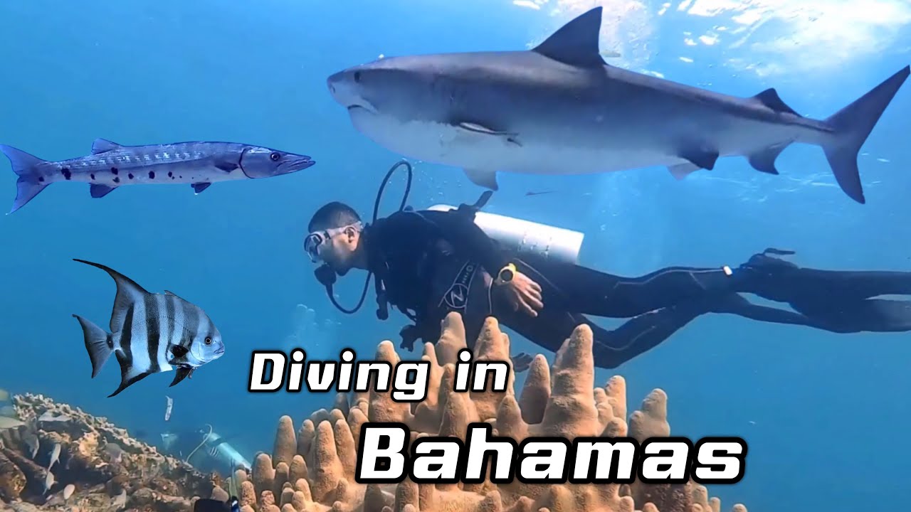 Diving in Bahamas ดำน้ำที่บาฮามาส part 4 YouTube