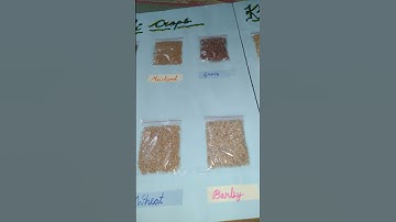 Rabi crops and kharif crops Project on chart|How to make project on chart #project #video #viral