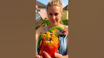 Injured parrot—kind woman rushes to help 🦜❤️‍🩹👩 #animals #parrot #shots #ai