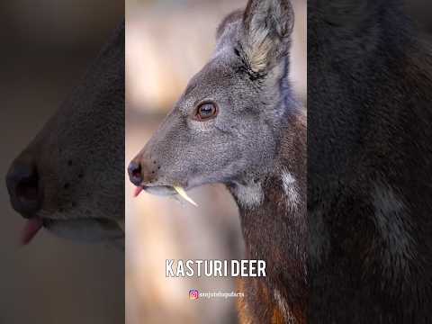 ఈ కస్తూరి జింక ని చూడండి #shorts #facts #deer #తెలుగు