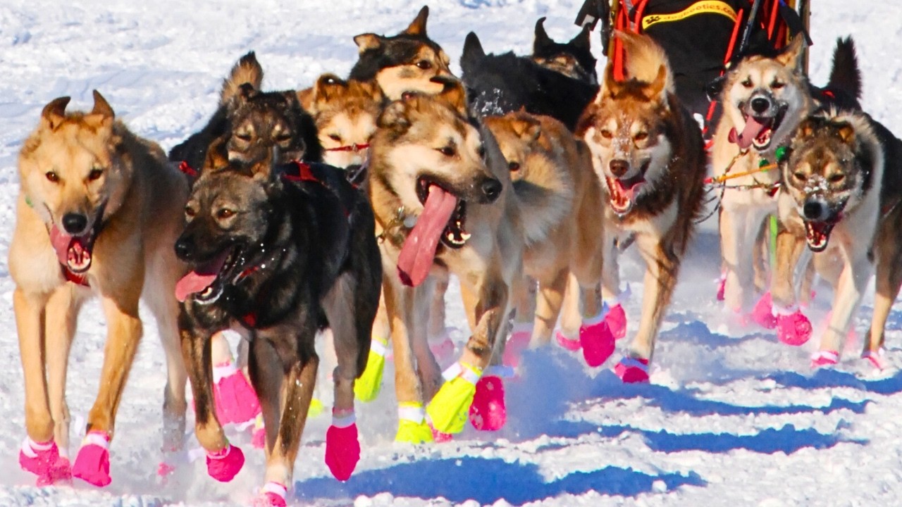 Epic Iditarod Restarts in Willow, Alaska: Multi-Year Compilation – Sled Dogs Charging into the Wild!