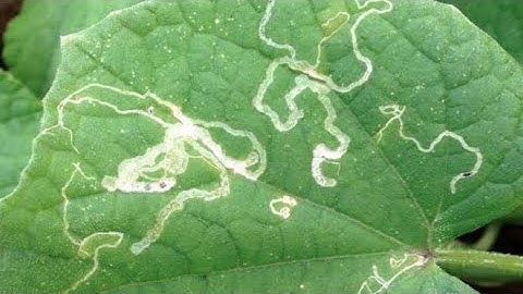 Thuốc trừ dòi đục lá, sâu vẽ bùa mát cây, lưu dẫn kéo dài